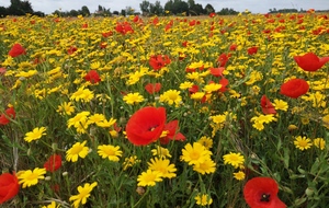 Balade champêtre 😉 🌻💐
Dans la série les agriculteurs sont sympa, voici une jachère fleurie ou un champs d'orges ? 😉