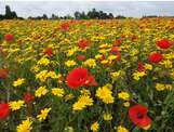 Balade champêtre 😉 🌻💐
Dans la série les agriculteurs sont sympa, voici une jachère fleurie ou un champs d'orges ? 😉